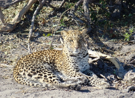 Foto Alam margasatwa kucing afrika