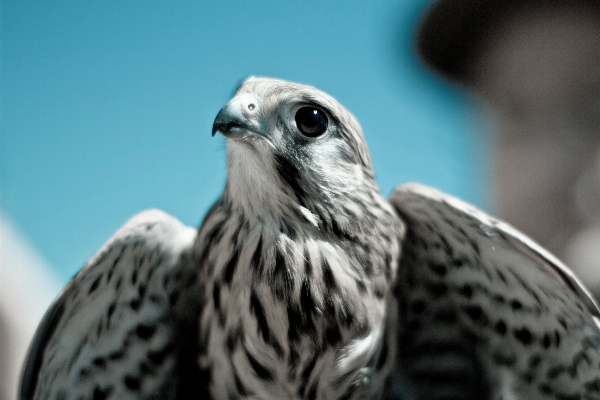 自然 鳥 空 白 写真