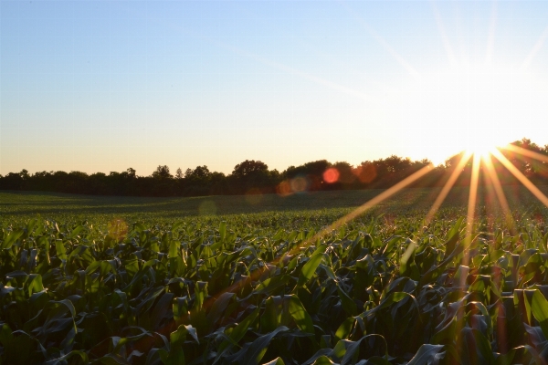 Horizon growth plant sky Photo