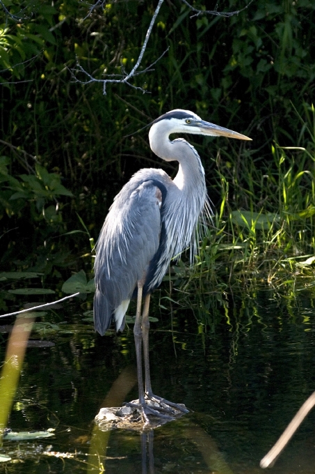 Wasser natur vogel flügel