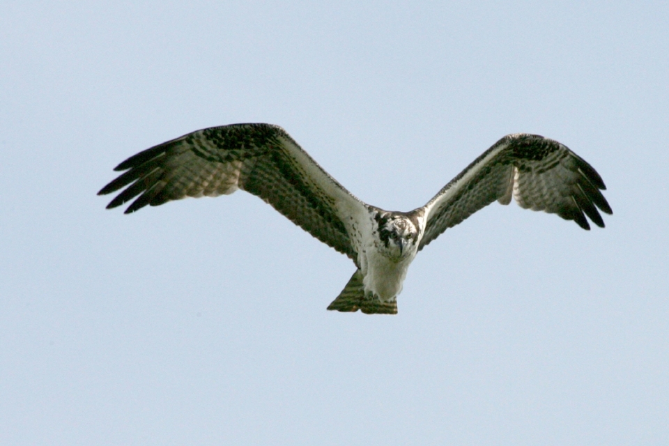 Nature oiseau aile ciel