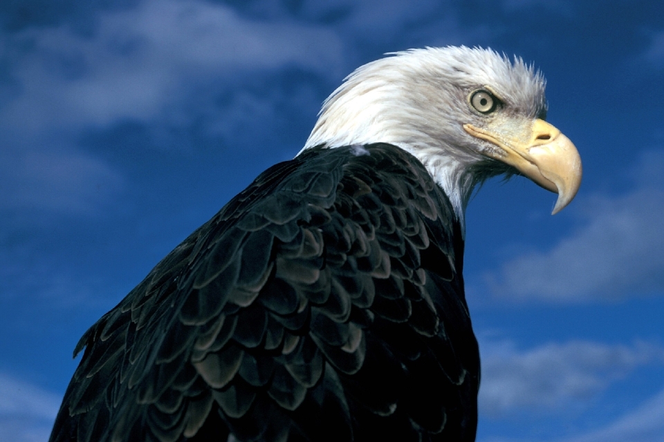 Natur vogel flügel himmel