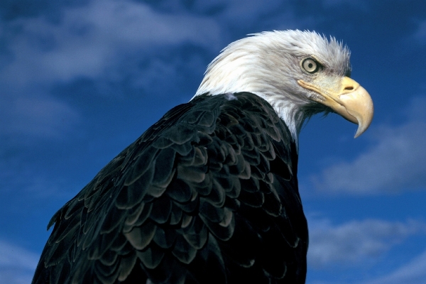 Foto Natura uccello ala cielo