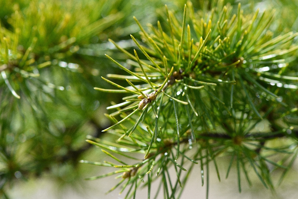 árvore natureza grama filial