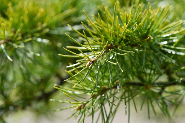 Tree nature grass branch Photo