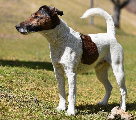 Dog animal pet portrait Photo