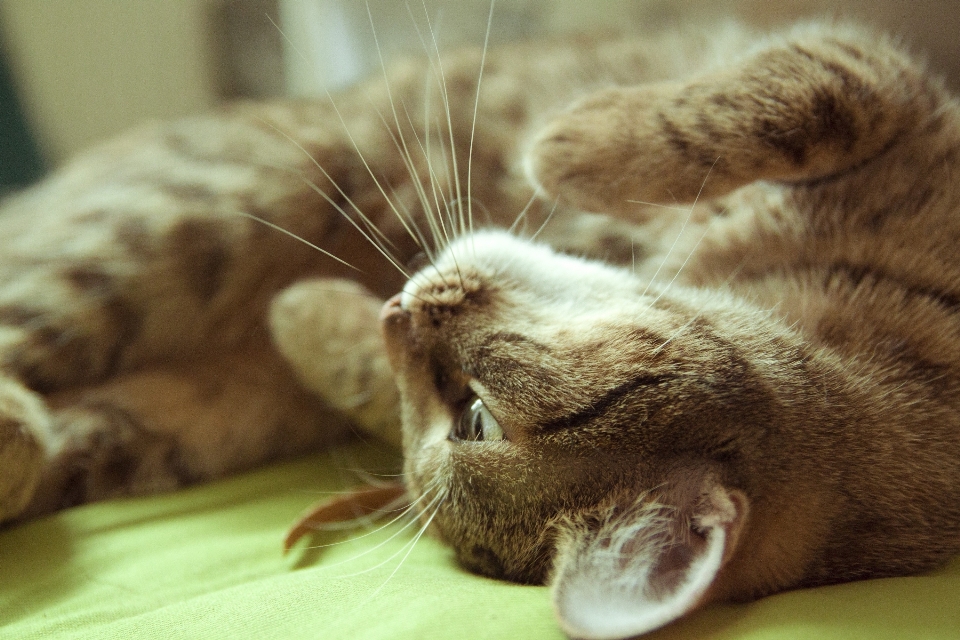 Gatinho gato mamífero fauna