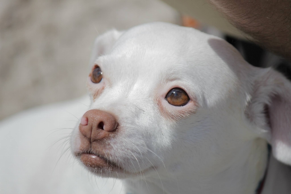 Putih anak anjing satwa