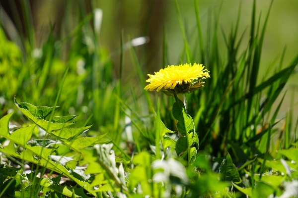 Nature grass blossom open Photo