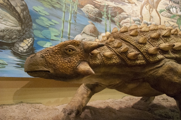 Photo Musée naturel ancien reptile