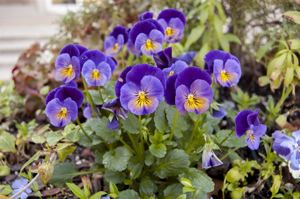 Nature blossom plant flower Photo