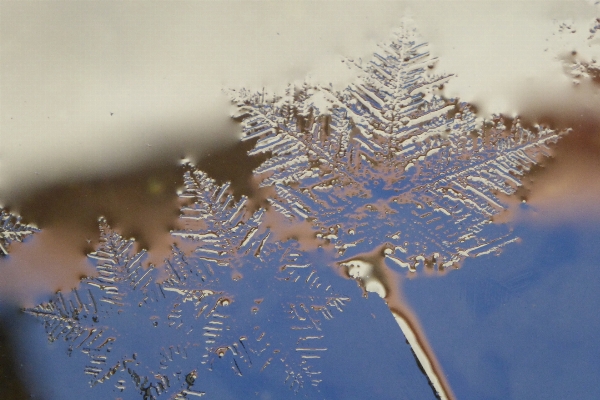 Tree nature branch snow Photo