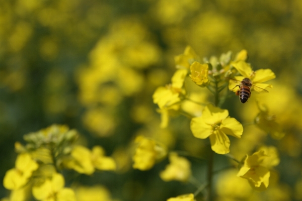 Blossom plant meadow flower Photo