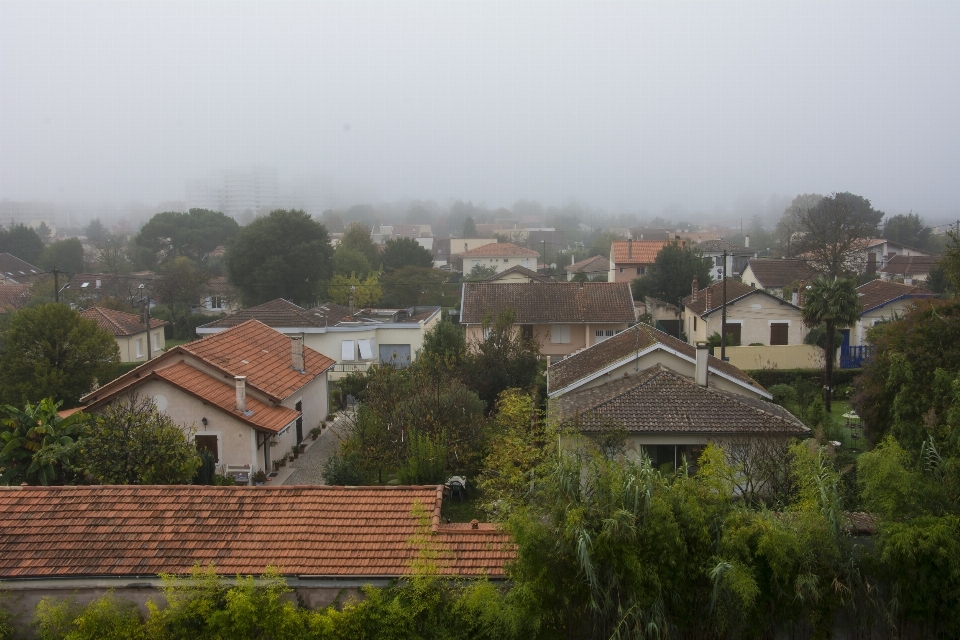 Arbre architecture brouillard brume