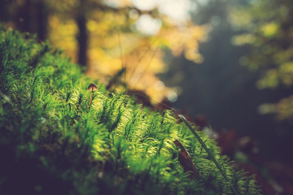 Tree nature forest grass