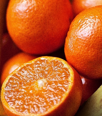 Plant fruit summer orange Photo