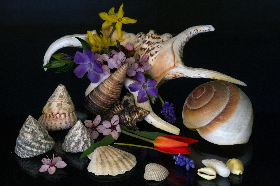 Flower still life material seashell