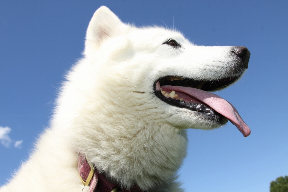 Branco cachorro verão mamífero