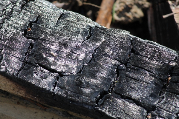 Tree wood trunk log Photo