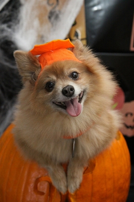 子犬 犬 かぼちゃ ハロウィン 写真