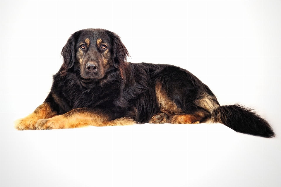 Perro mamífero negro negro
