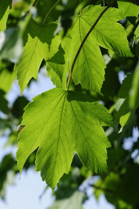 árvore filial plantar luz solar