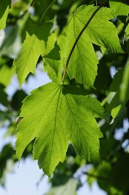 Foto Albero ramo pianta luce del sole