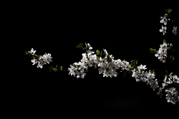 Photo Bifurquer fleurir noir et blanc
 usine