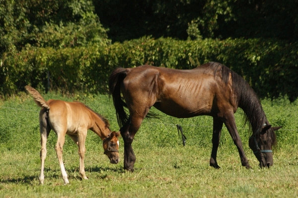 Nature grass farm meadow Photo