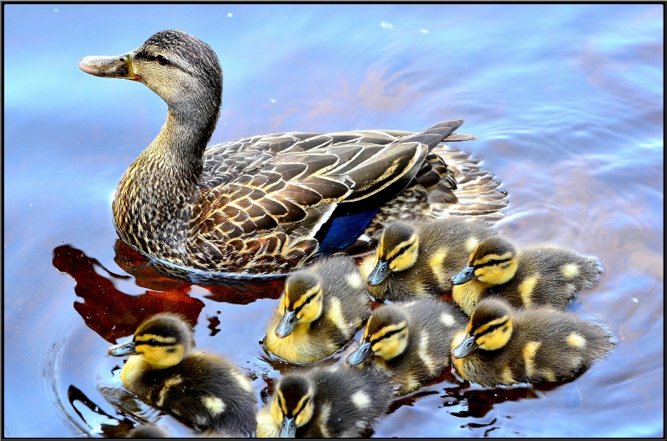 Water bird wing lake