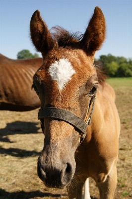 Nature farm animal range Photo