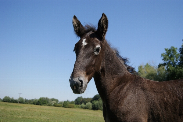 Nature farm animal range Photo