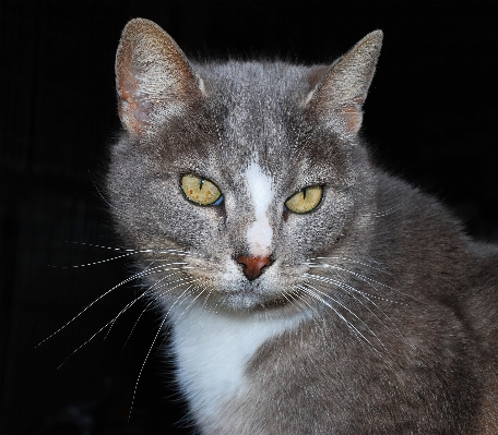 Foto Dolce animale carino femmina