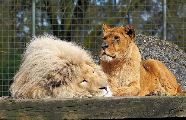 Wildlife zoo peaceful mammal Photo