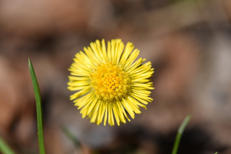 Nature plant dandelion flower