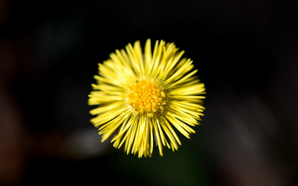 Nature plant photography dandelion