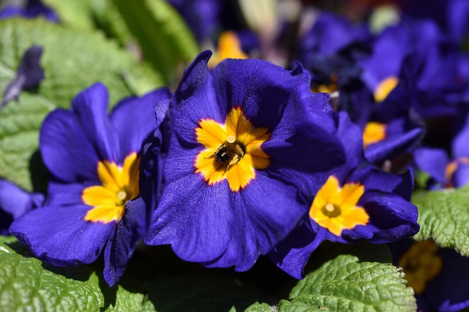 Natur blüte anlage blume