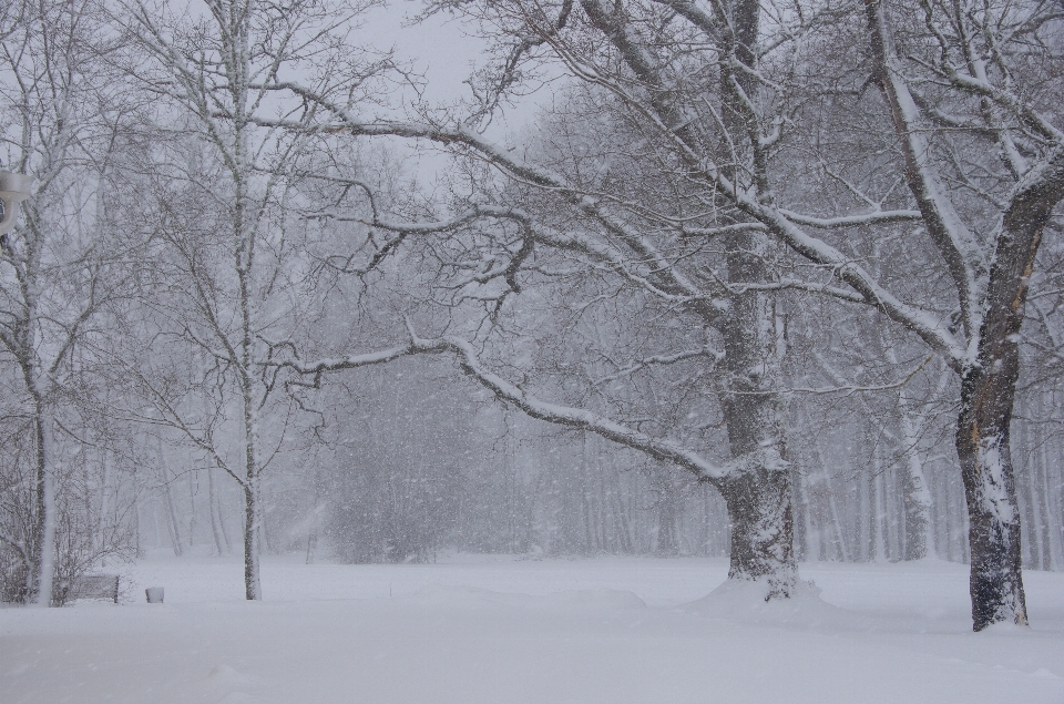 árvore natureza filial neve