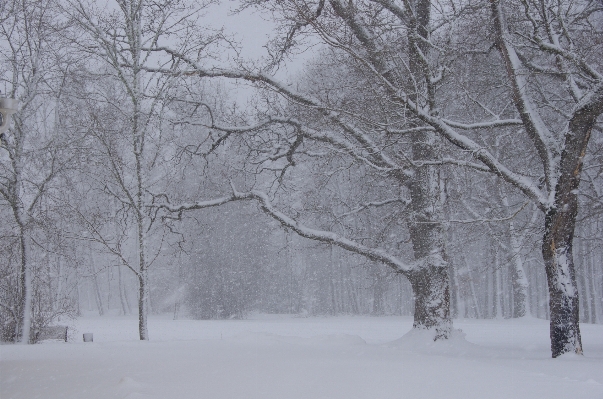 Tree nature branch snow Photo