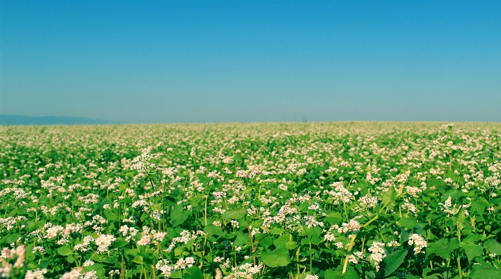 Landscape nature grass blossom Photo