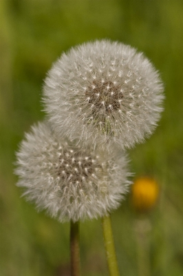 Plant meadow dandelion flower Photo