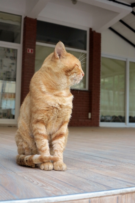 Gato mamífero pavo vertebrado
