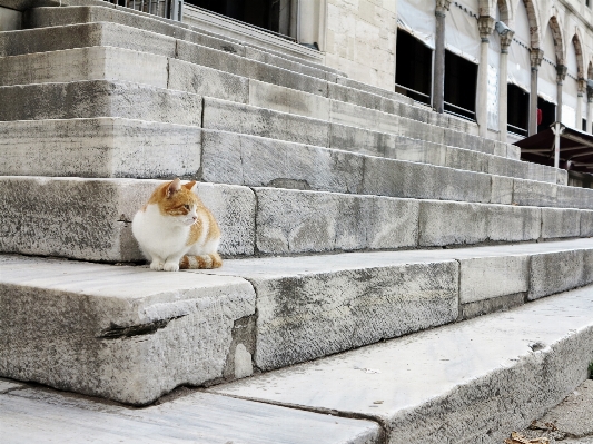 Snow white wall cat Photo