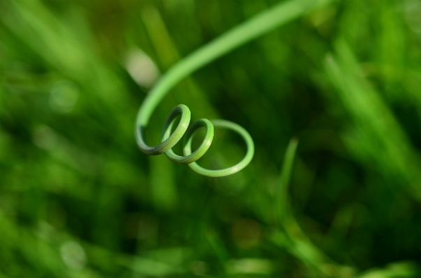 Water nature grass branch Photo