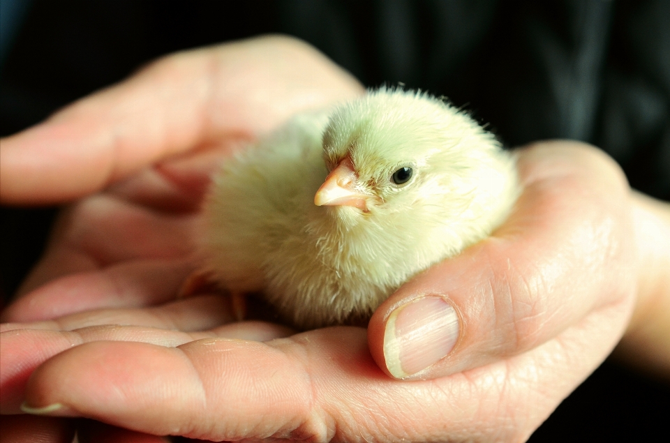 Oiseau mignon duveteux le bec