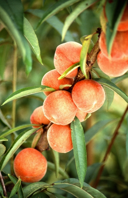 Tree branch plant fruit