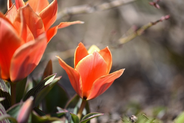 Nature blossom plant flower Photo