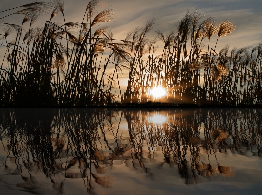 ビーチ 風景 海 木 写真