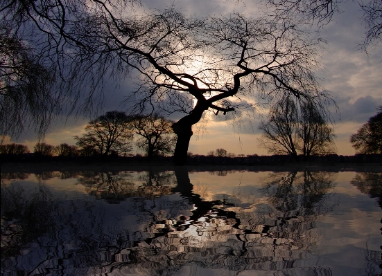 Landscape sea tree water Photo