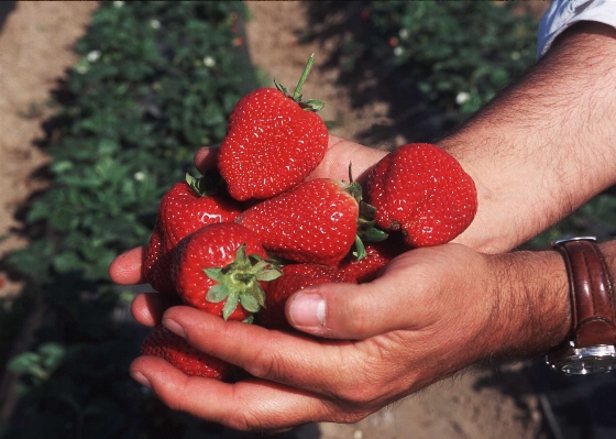 Hand plant fruit sweet Photo